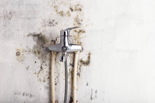 Best Residential Mold Removal  in Escatawpa, MS
