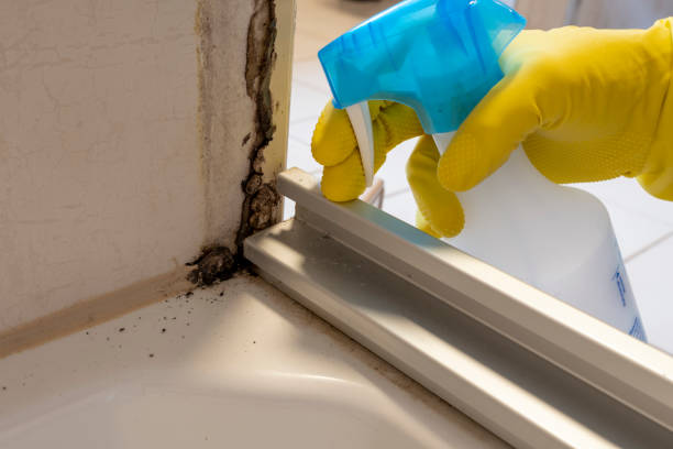 Best Mold Damage Repair  in Escatawpa, MS