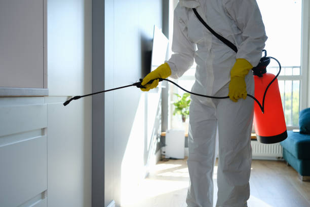 Best Office Mold Removal Services  in Escatawpa, MS