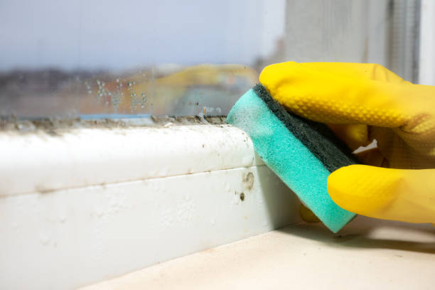 Best Certified Mold Removal  in Escatawpa, MS