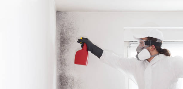 Professional Mold Removal in Escatawpa, MS
