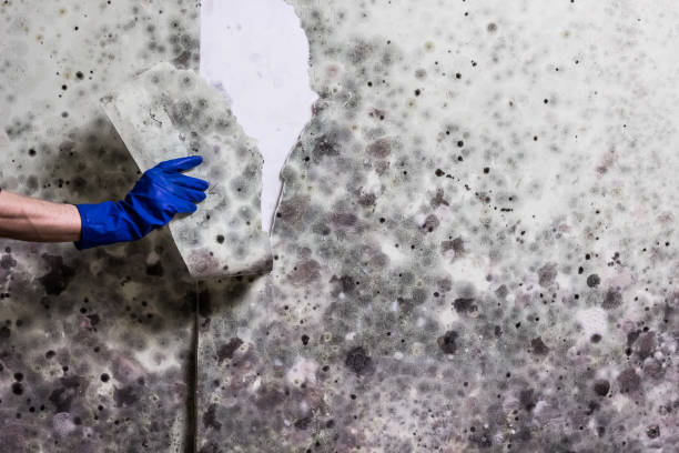 Mold Testing and Removal in Escatawpa, MS